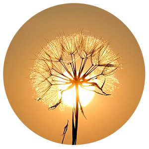 Spiritual Seeker Skills