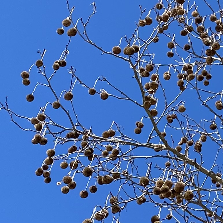 photo of American Sycamore Tree