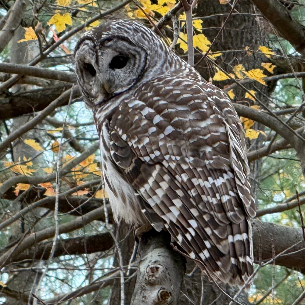 photo of Barred Owl