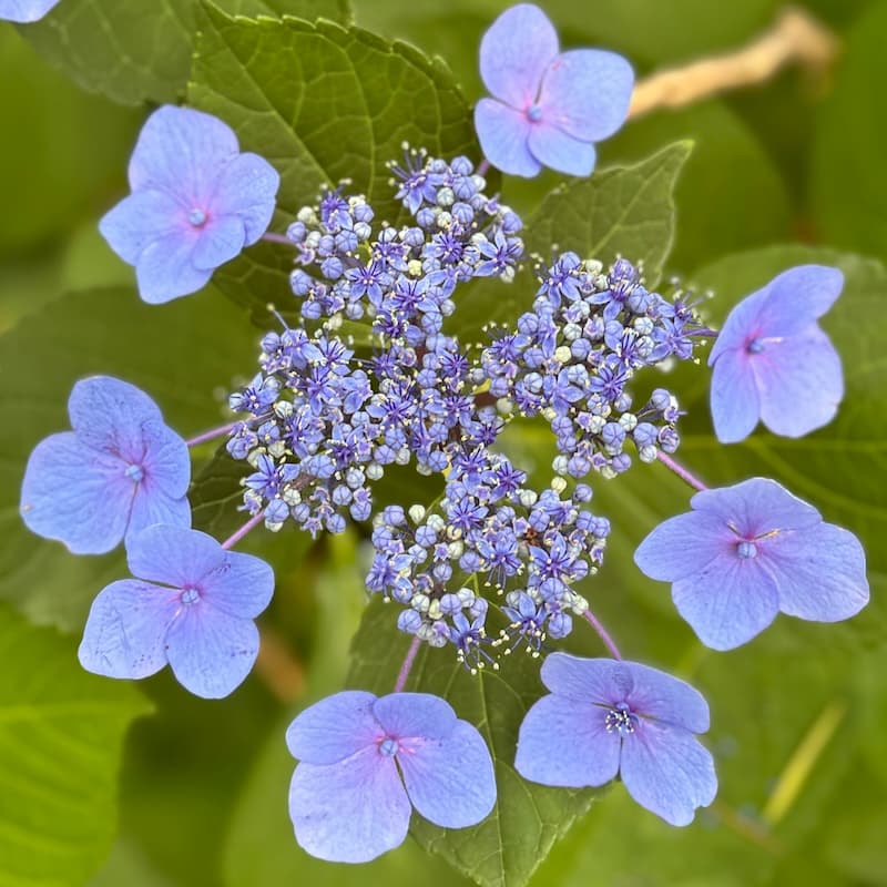 photo of Big Leaf Hydrangea