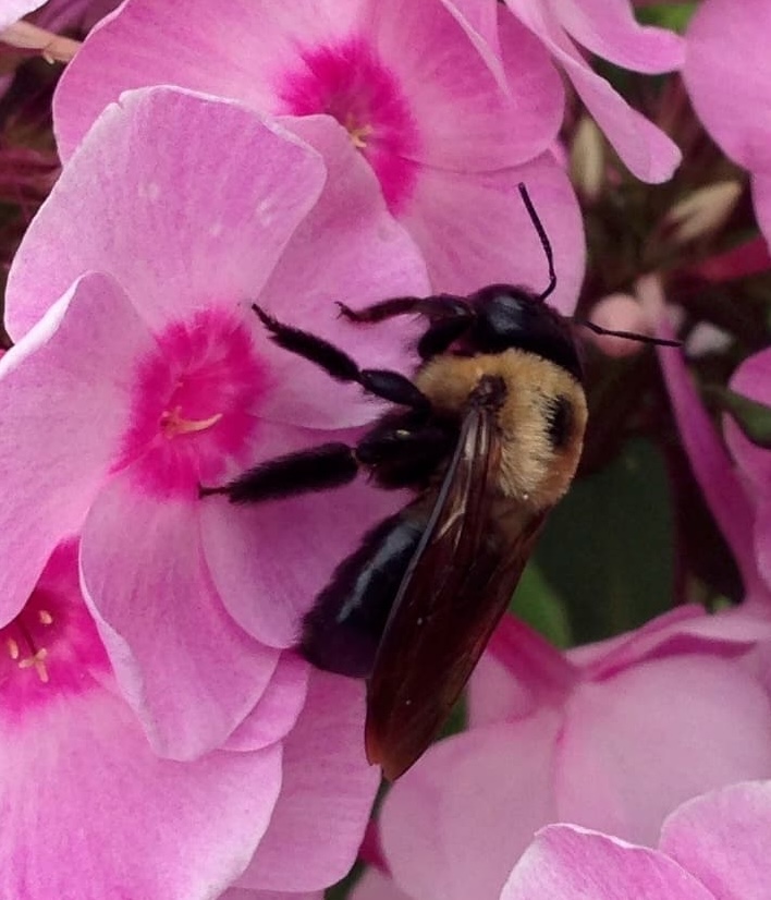 photo of Schoolbus Art