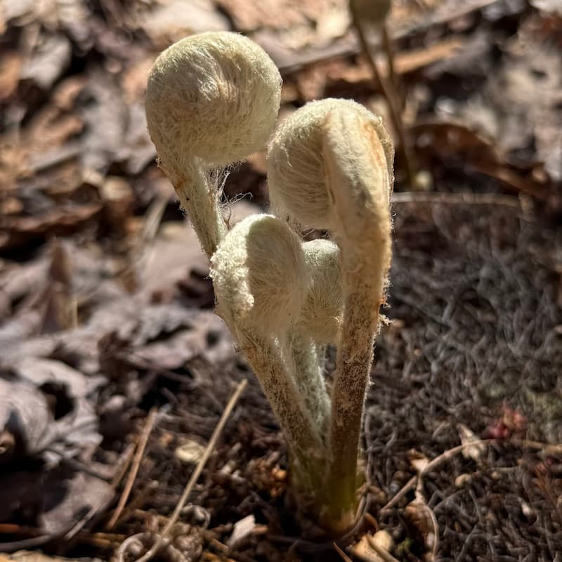 photo of Cinnamon Fern
