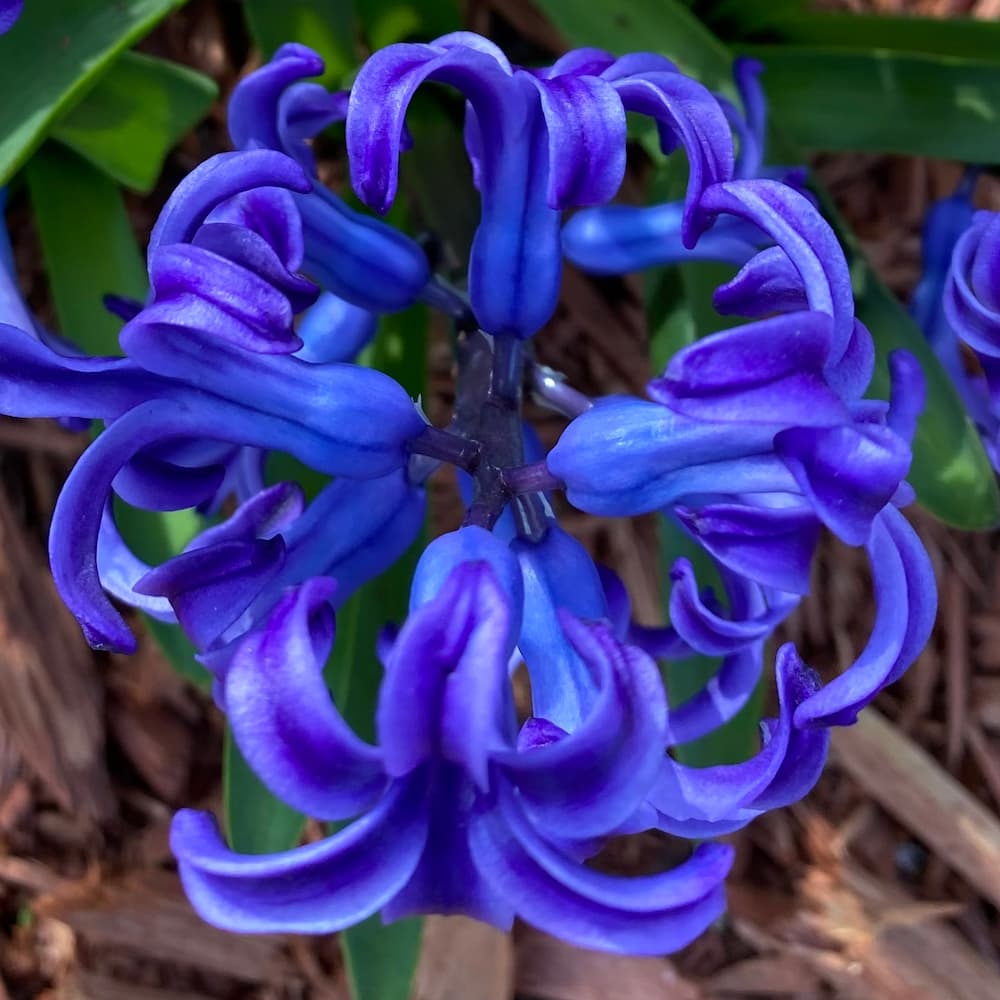 photo of Common Hyacinth