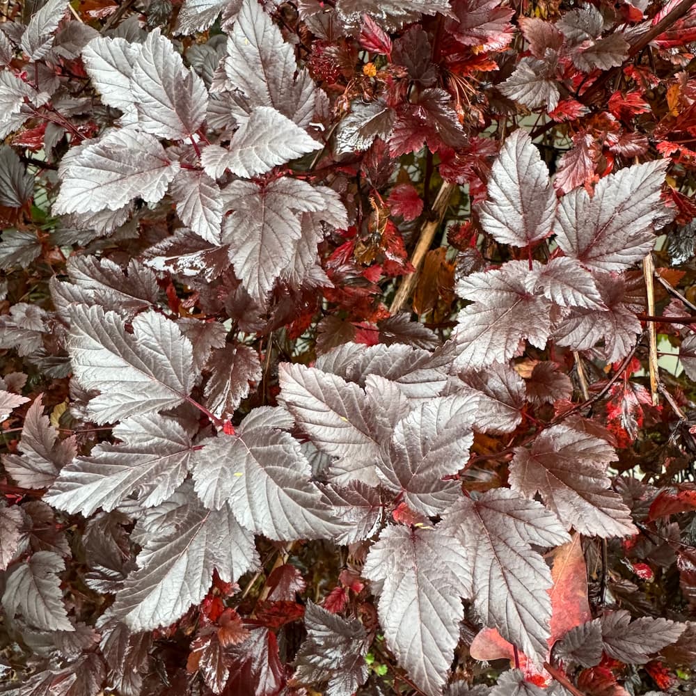 photo of Common Ninebark