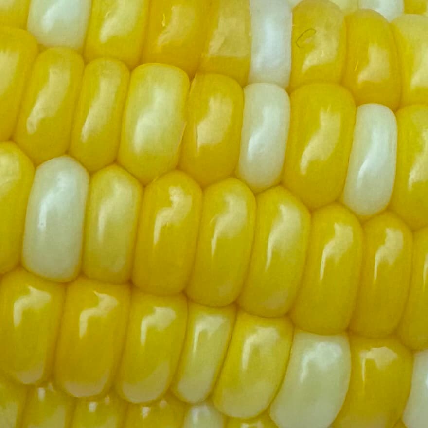 photo of corn