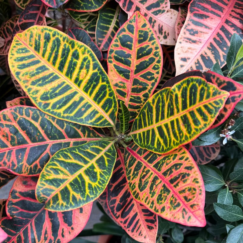 Croton