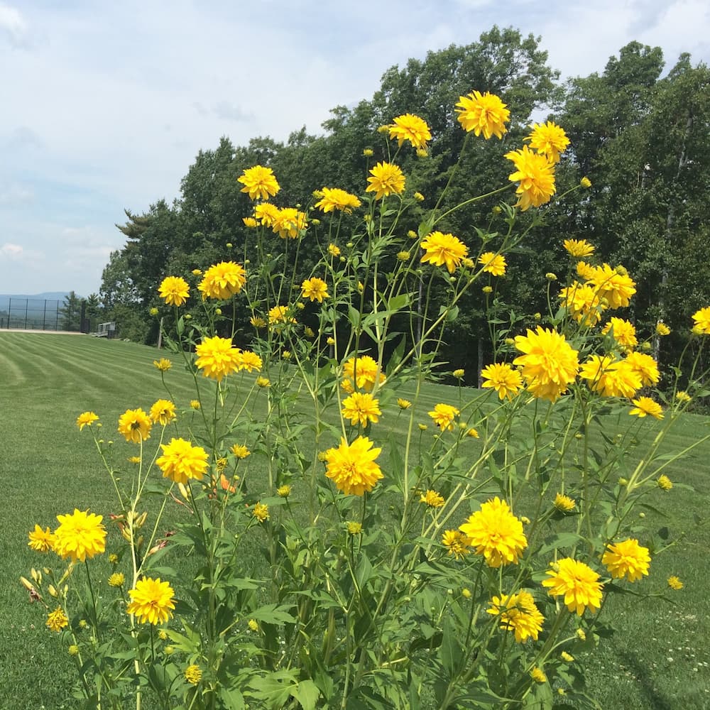 photo of Cutleaf Coneflower