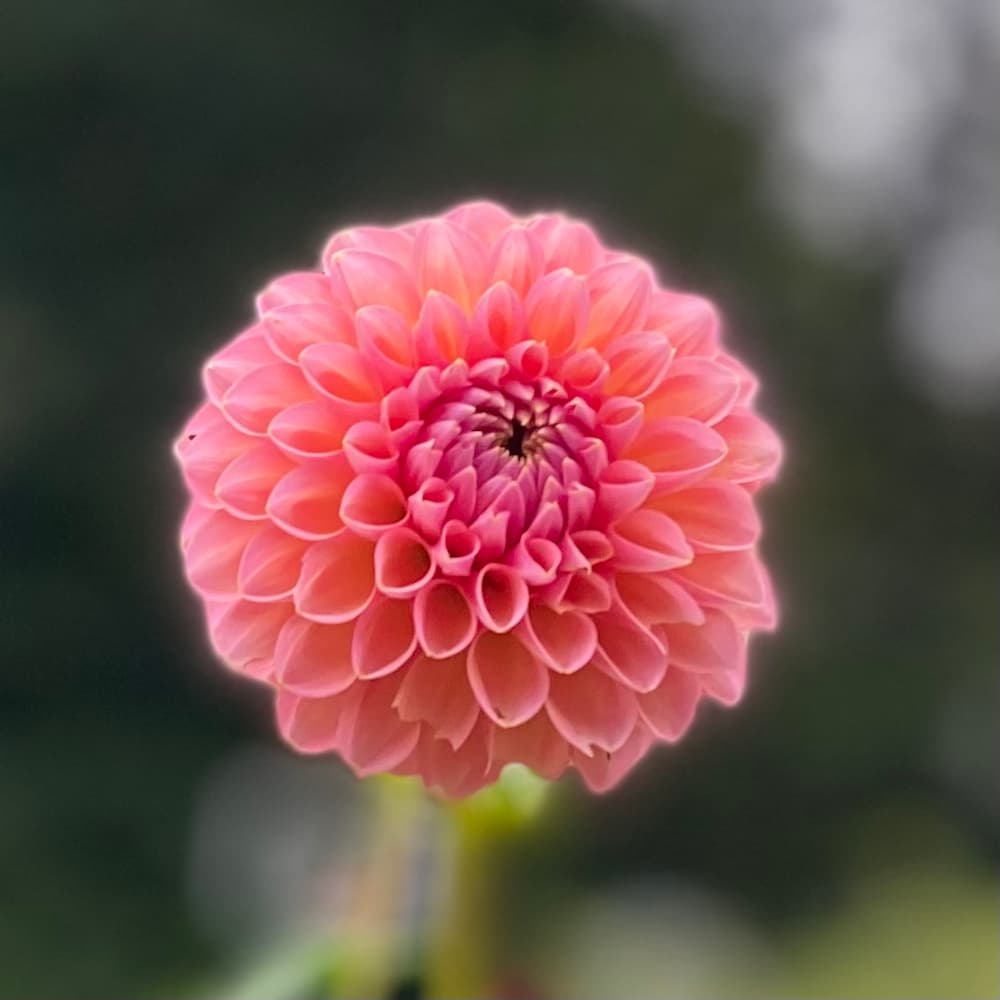 photo of Dahlia