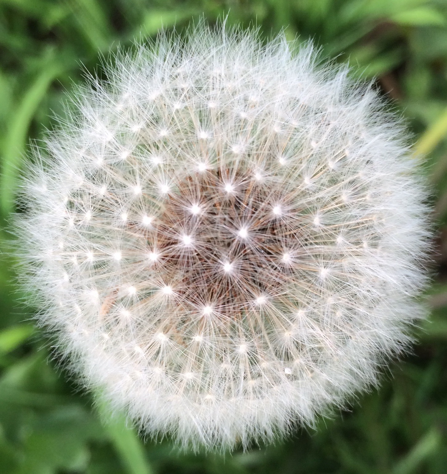 photo of Dandilion Death