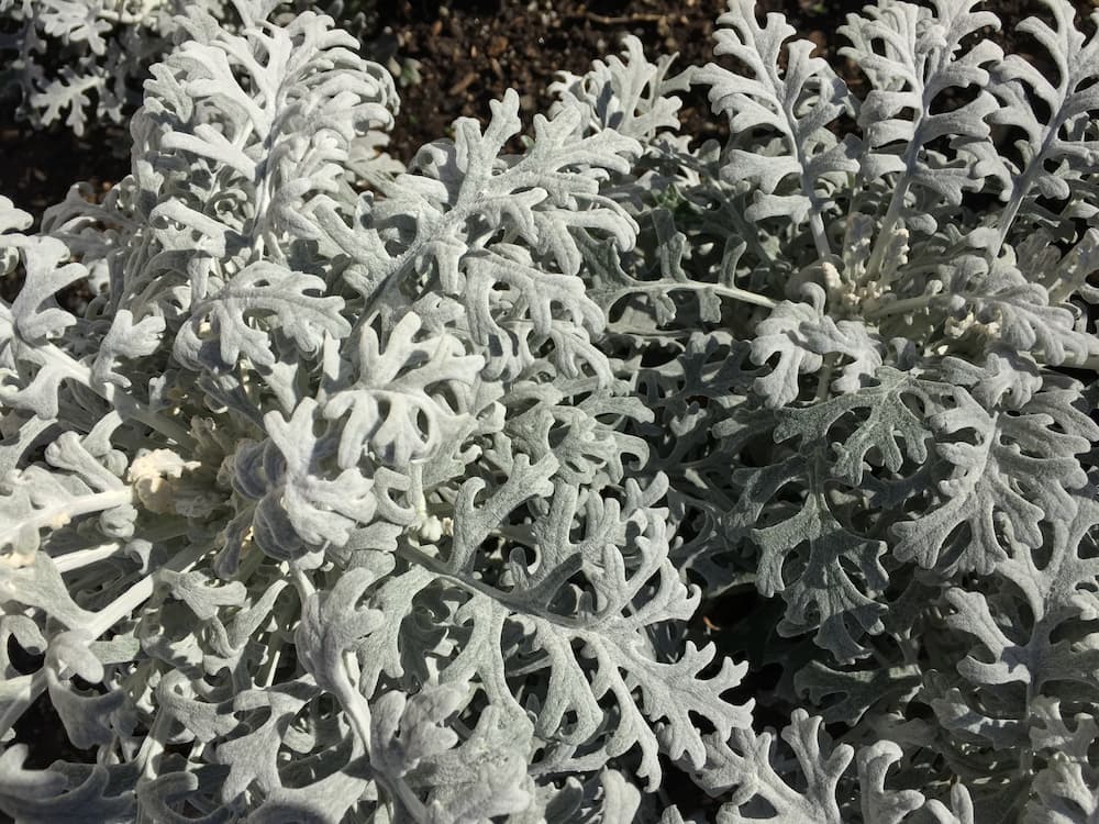 photo of Dusty Miller