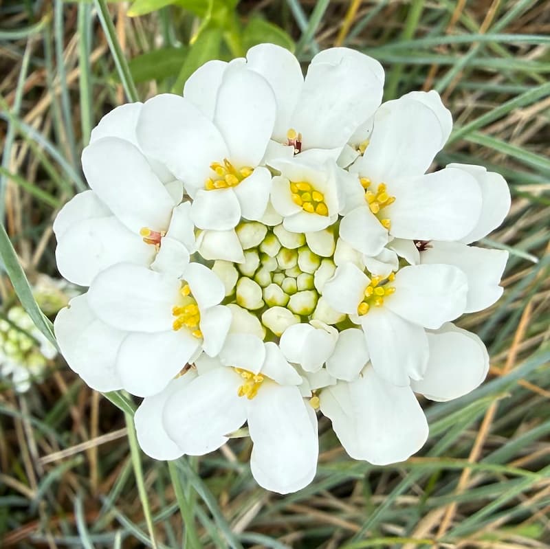 photo of Evergreen Candy Tuft