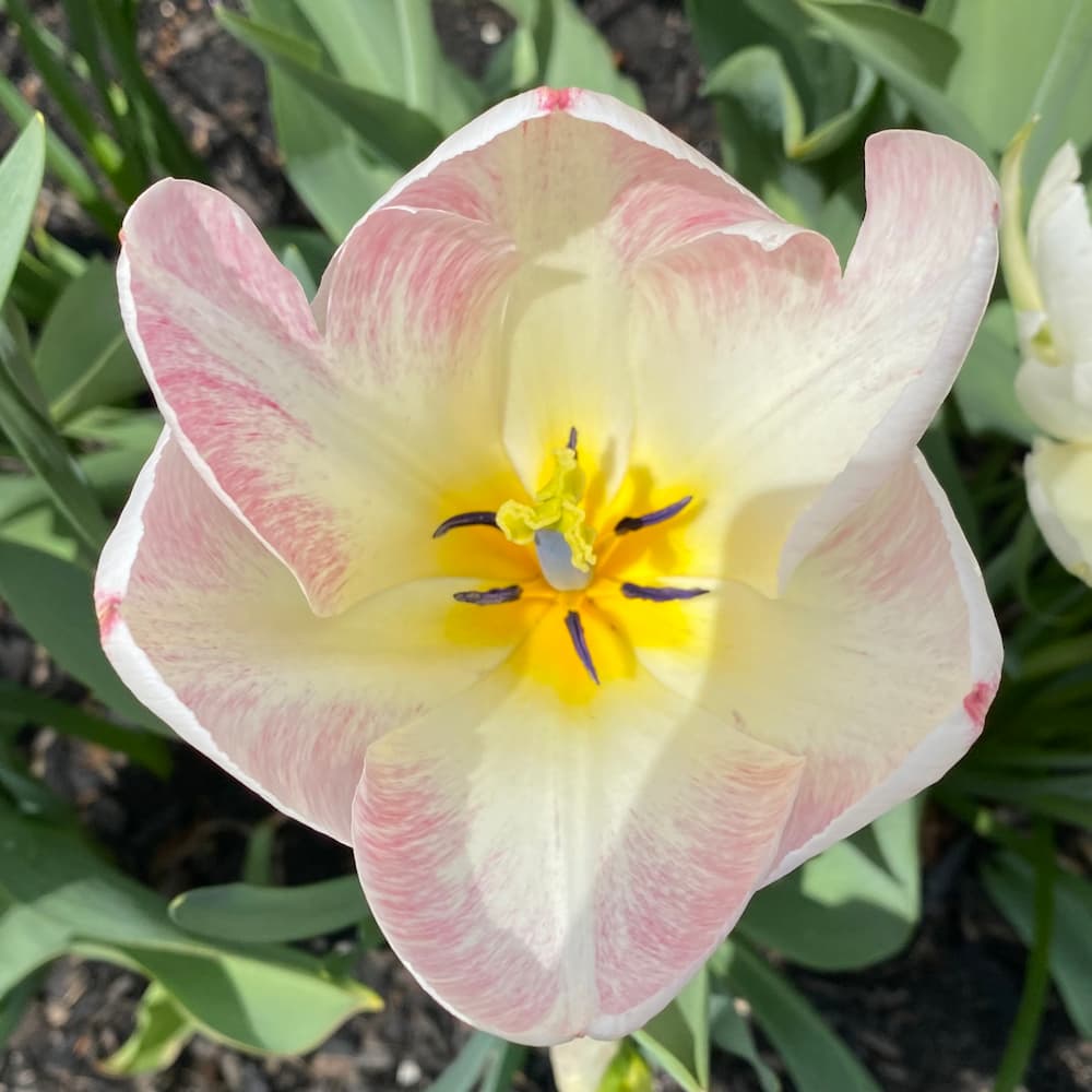 photo of Garden Tulip