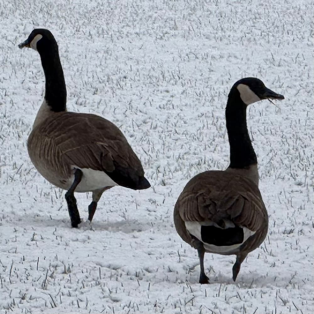photo of geese in snow