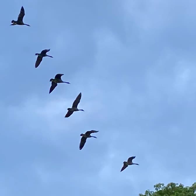 photo of geese flying