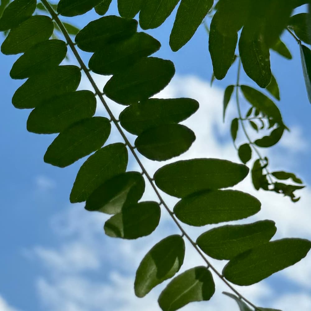 photo of Honey Locust Leaves