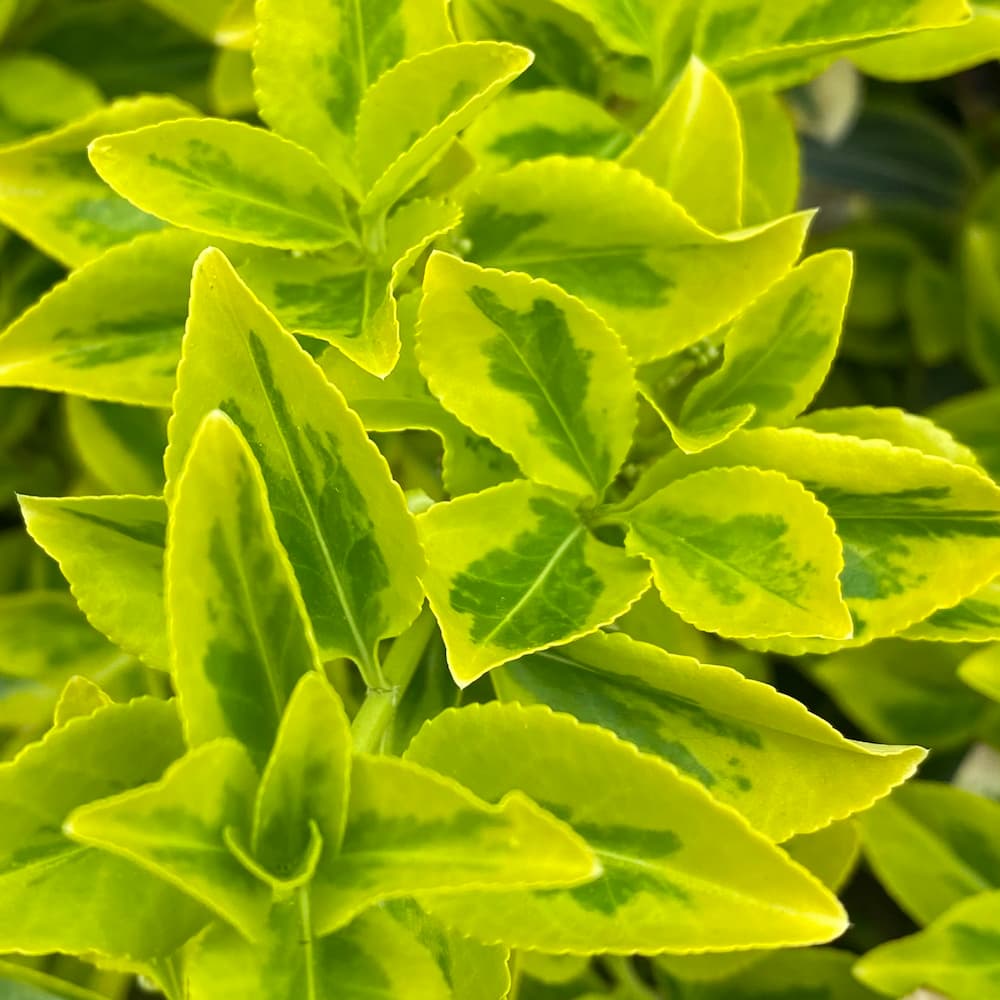 photo of Japanese Euonymus