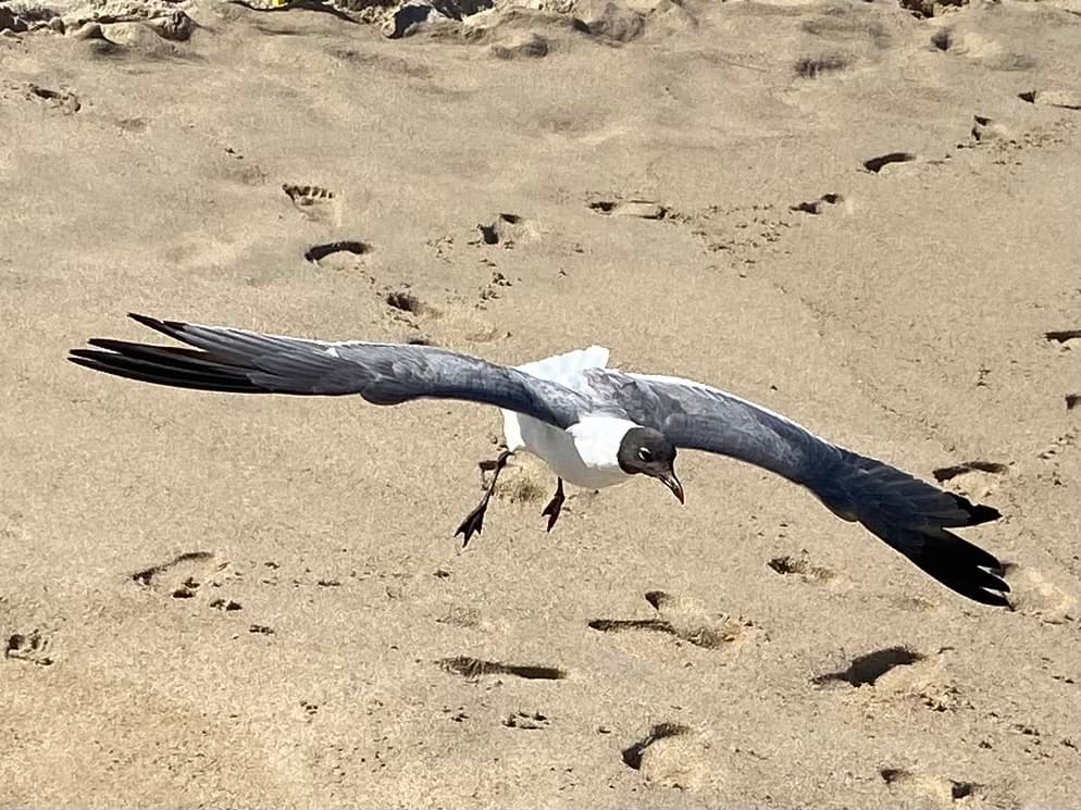 photo of Laughing Gull