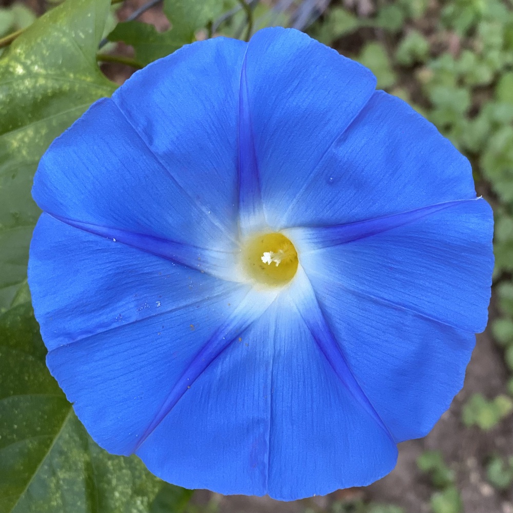 photo of Morning Glory