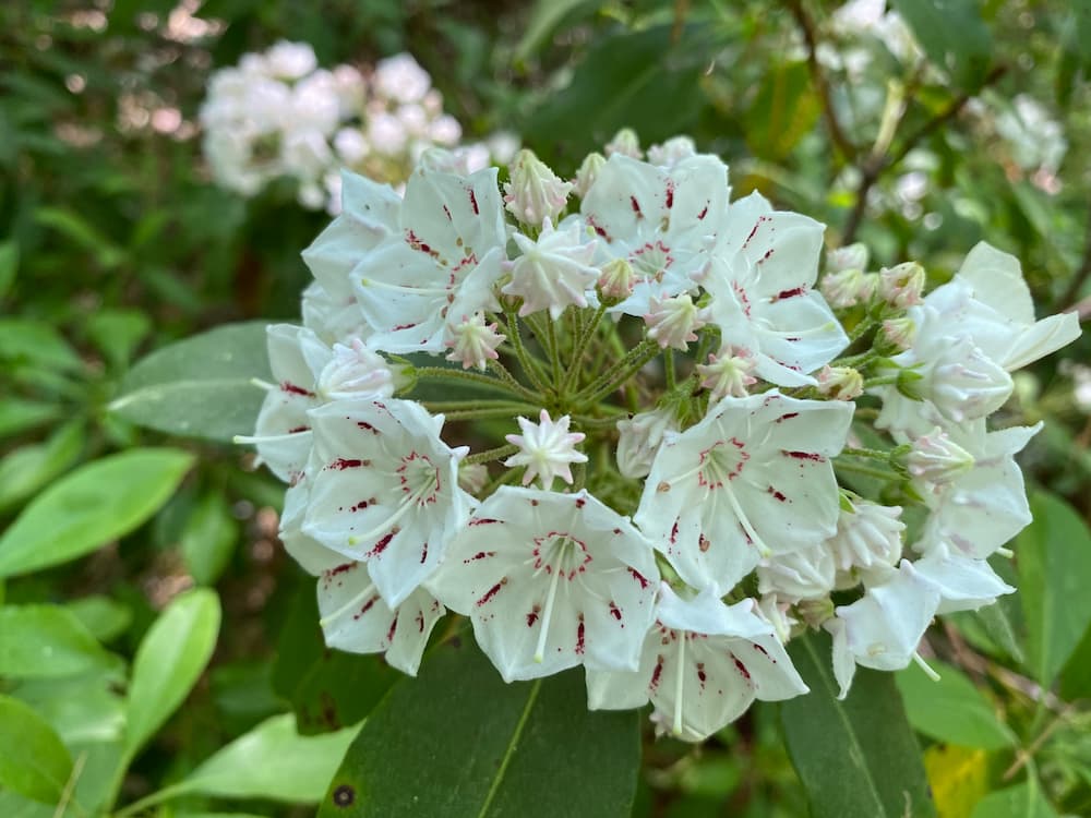 photo of a Mountain Laurel