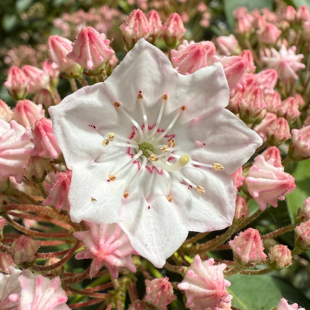 photo of Mountain Laurel Flower