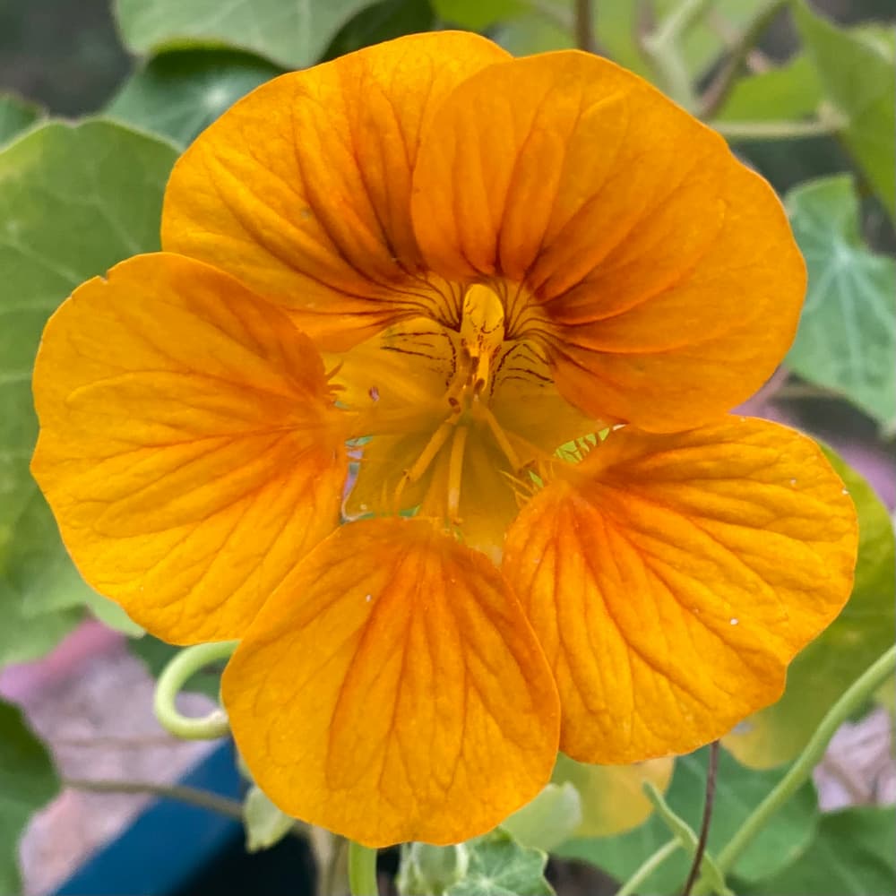 photo of Nasturtium