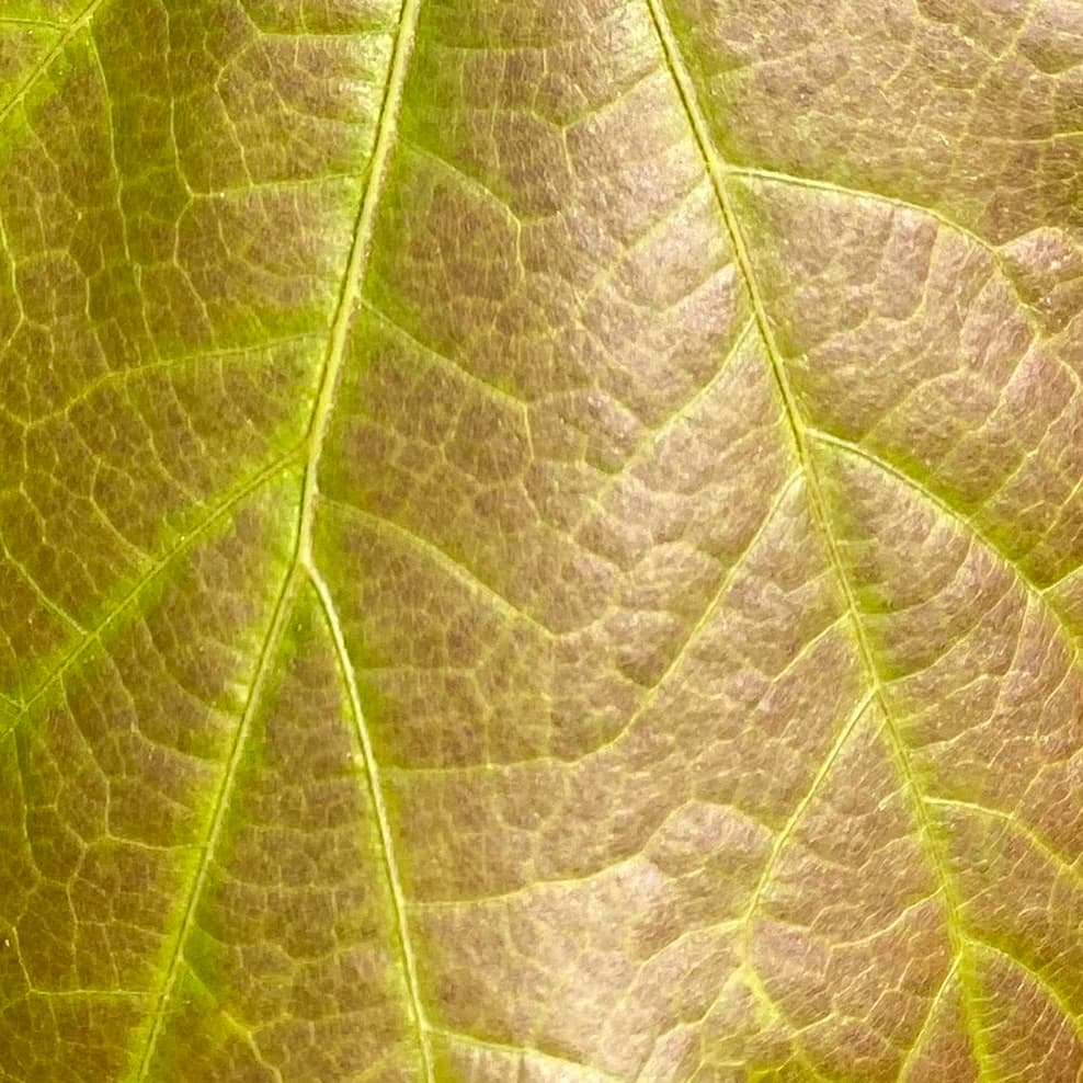 photo of Northern Red Oak leaf