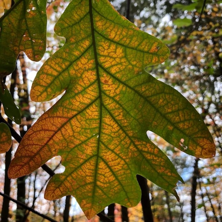 photo of Oak Leaf