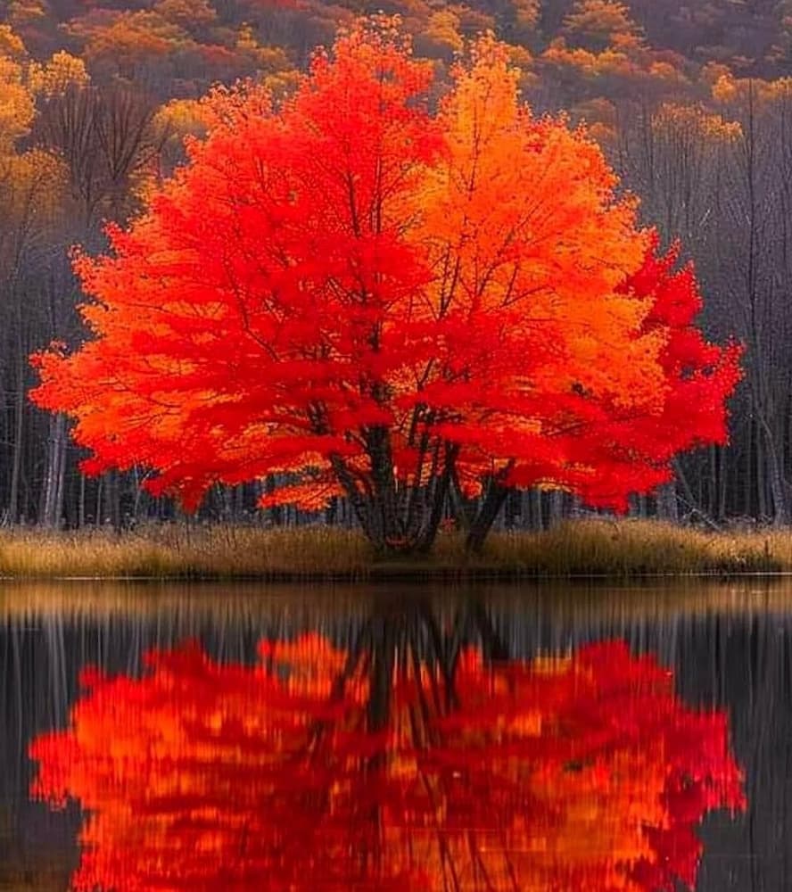 photo of Red Maple in Autumn