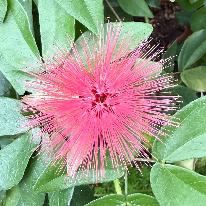 photo of Red Powderpuff