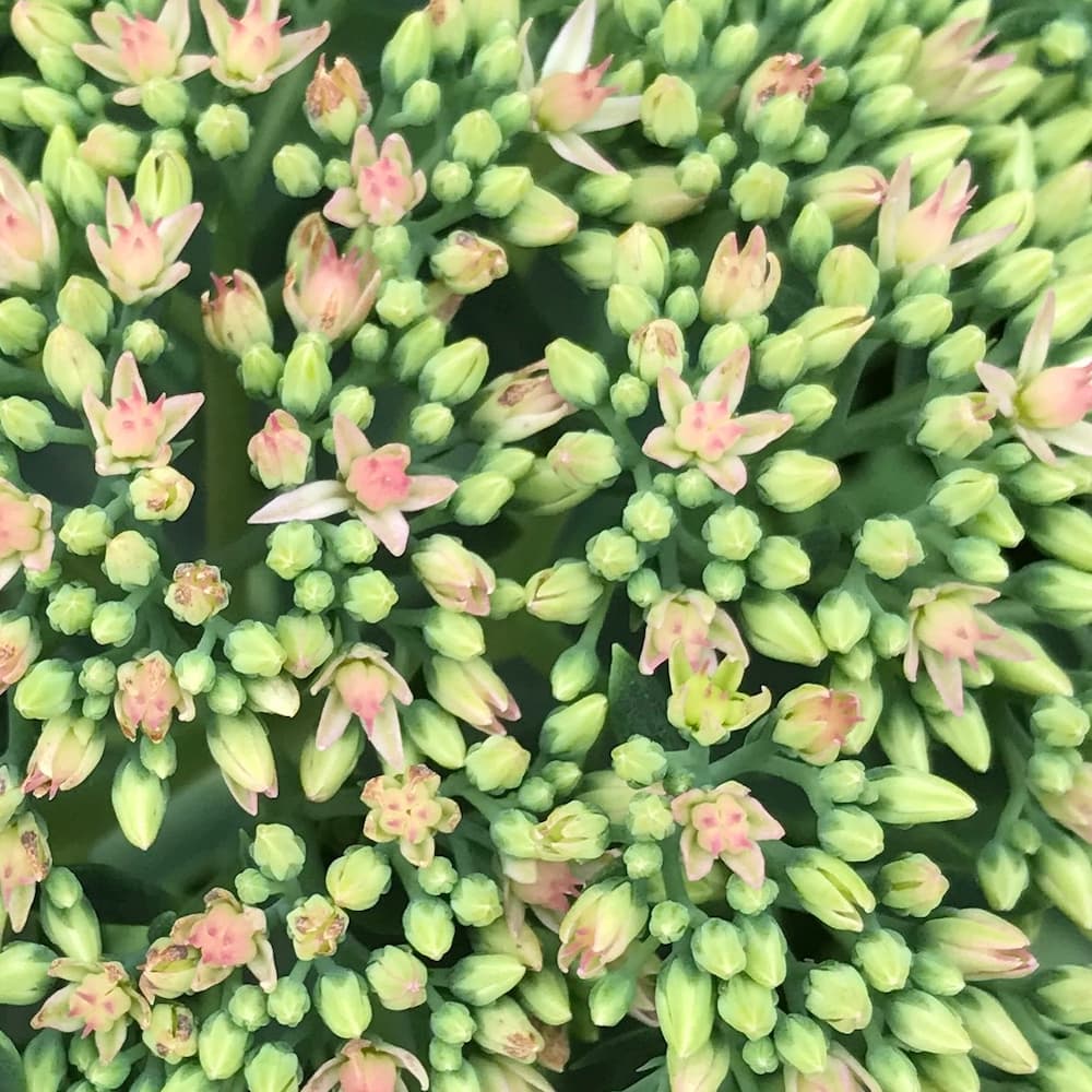 photo of Showy Stonecrop
