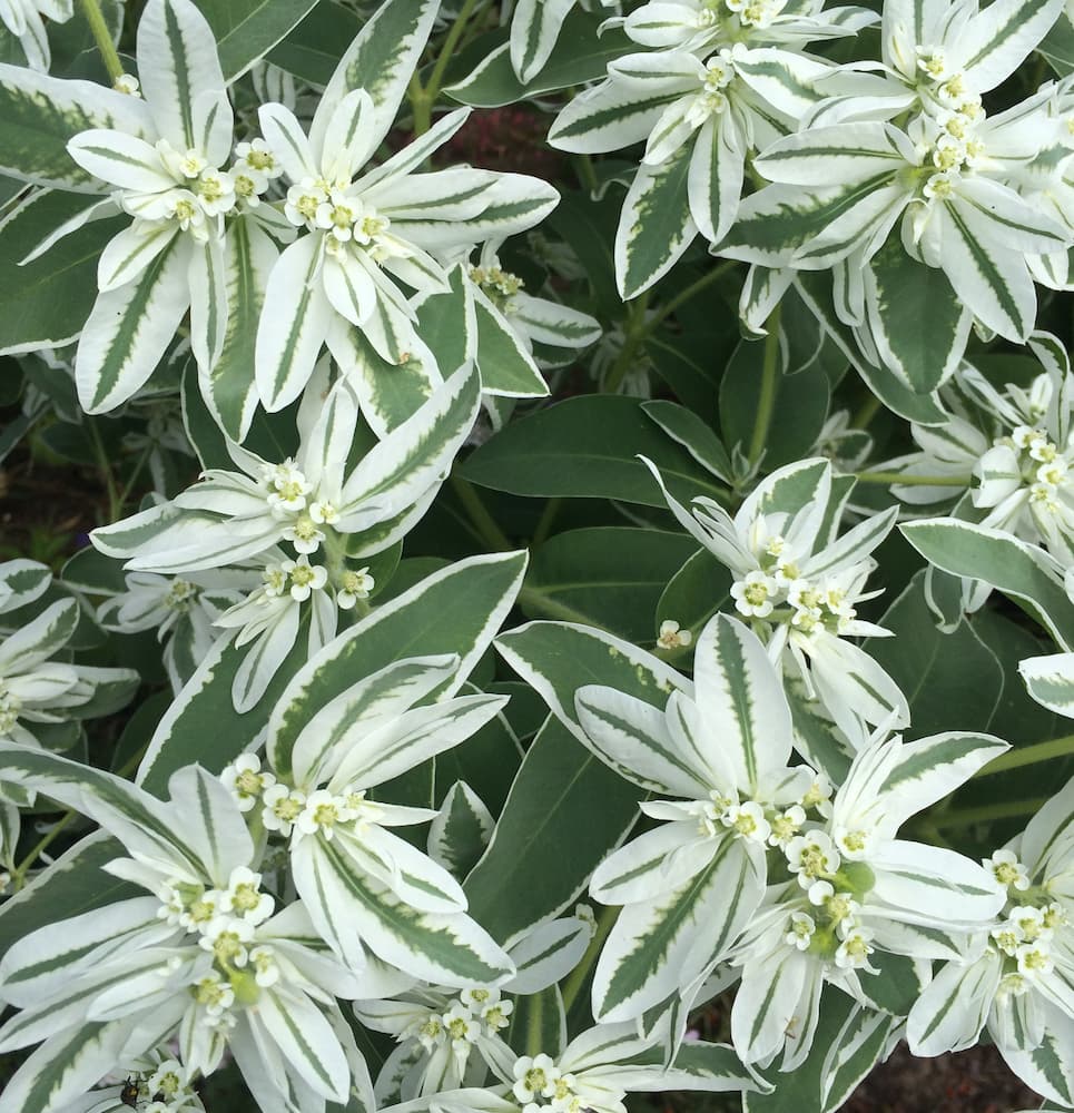 photo of Snow On The Mountain
