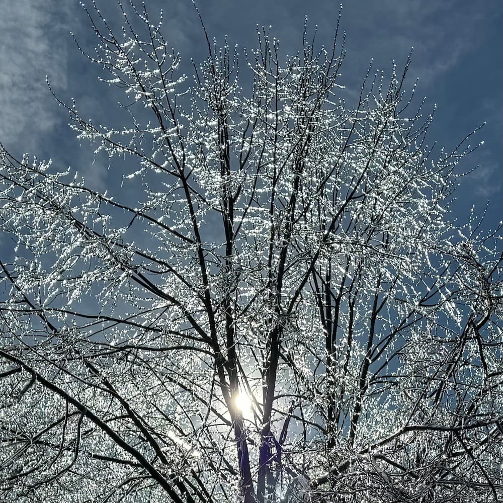 photo of Sunlit Treecicles