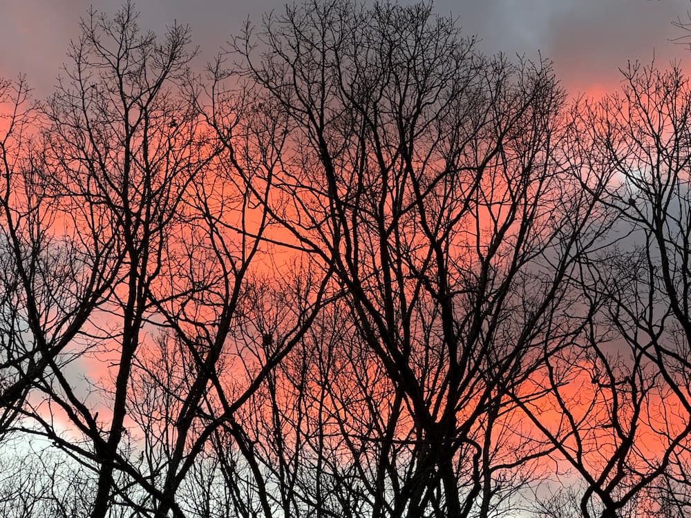 photo of Sunset through Winter Trees