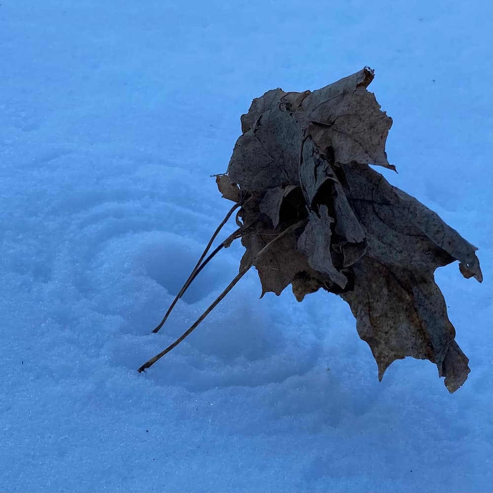 photo of Whirling Dervish